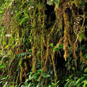 What Is the Ayahuasca Experience? Image